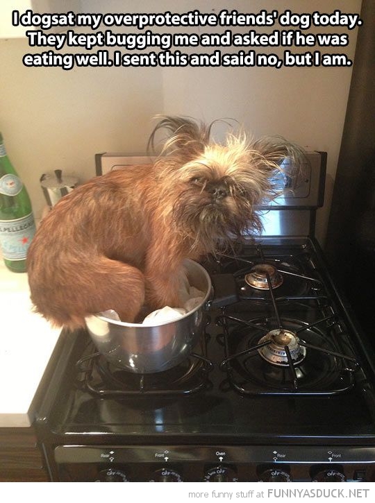 Dog Sitting